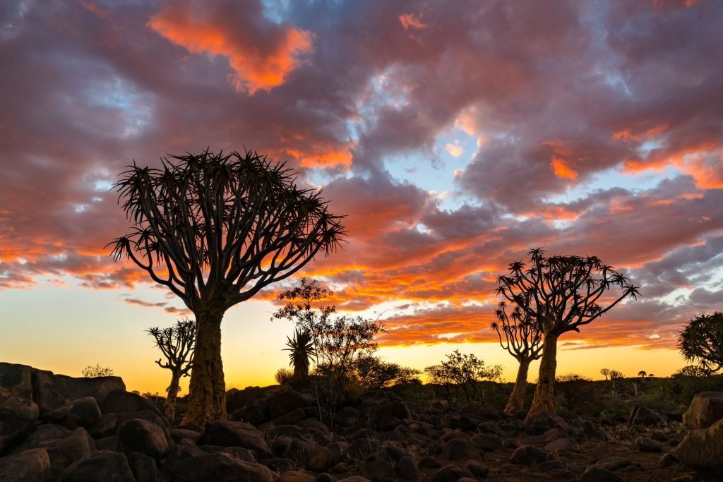 mostre-em-silhueta-a-vista-da-floresta-das-arvores-do-quiver-com-cena-crepuscular-do-ceu-do-por-do-sol-bonito-do-ceu-em-keetmanshoop-namibia-1-scaled-e1712367738104.jpg